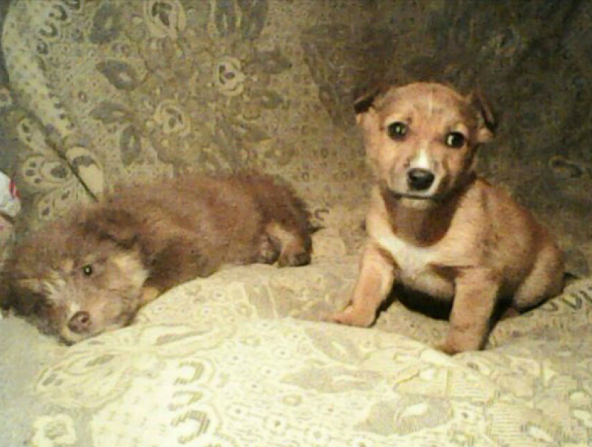 Собачка по имени Фея и два ее малыша нуждаются в помощи в Новочеркасске