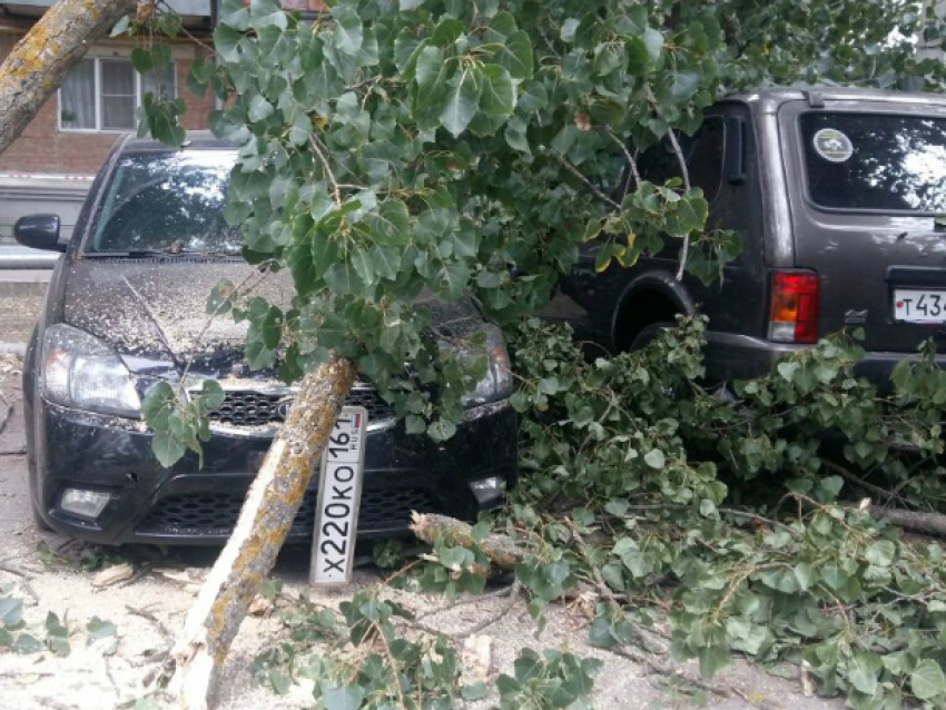 Тополь рухнул на пять автомобилей на улице Макаренко Новочеркасска