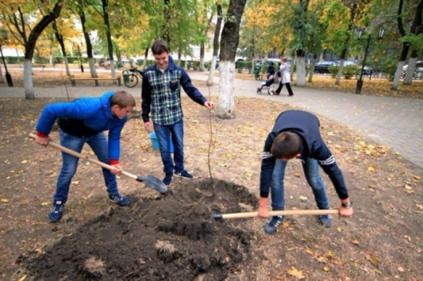 Курильщики из Новочеркасска подтвердили отказ от вредной привычки посаженными деревьями