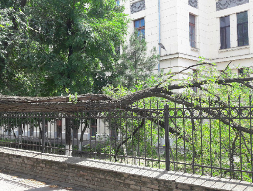 Огромное дерево перегородило тротуар возле главного корпуса новочеркасского университета