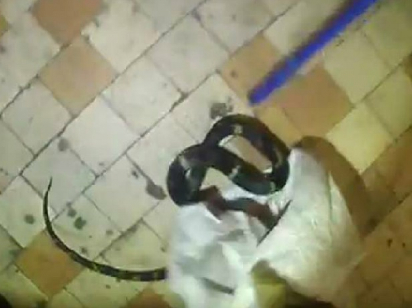 Змея заползла в коридор девятиэтажного жилого дома в Новочеркасске