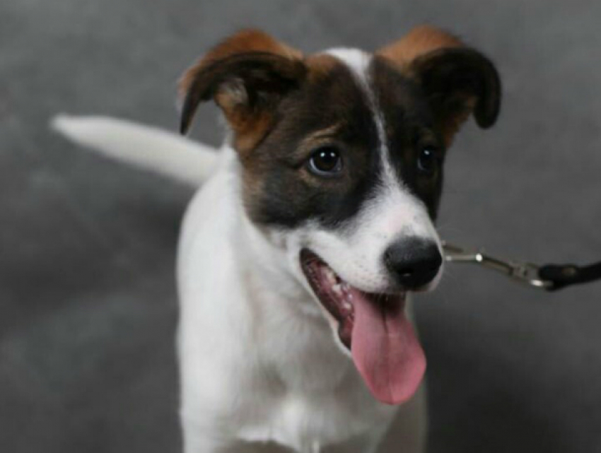 Красивая собачка с чудным характером срочно ищет новый дом в Новочеркасске