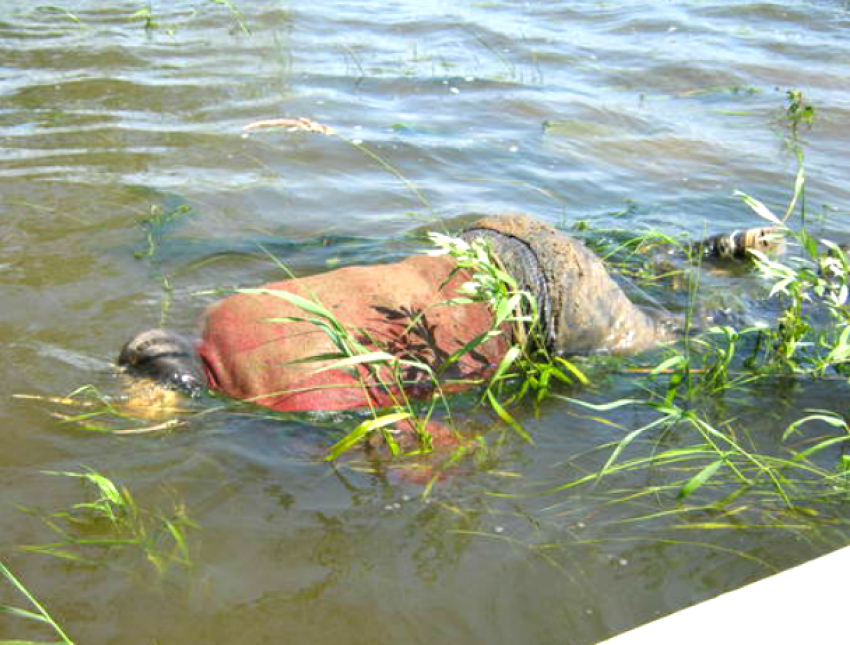 Мужчина из Новочеркасска утонул в одном из водоемов Москвы