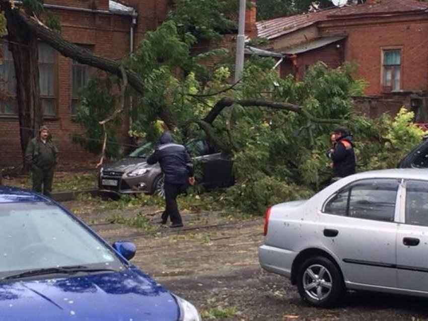 В Новочеркасске от поваленных деревьев уже пострадало 9 автомобилей и автобус