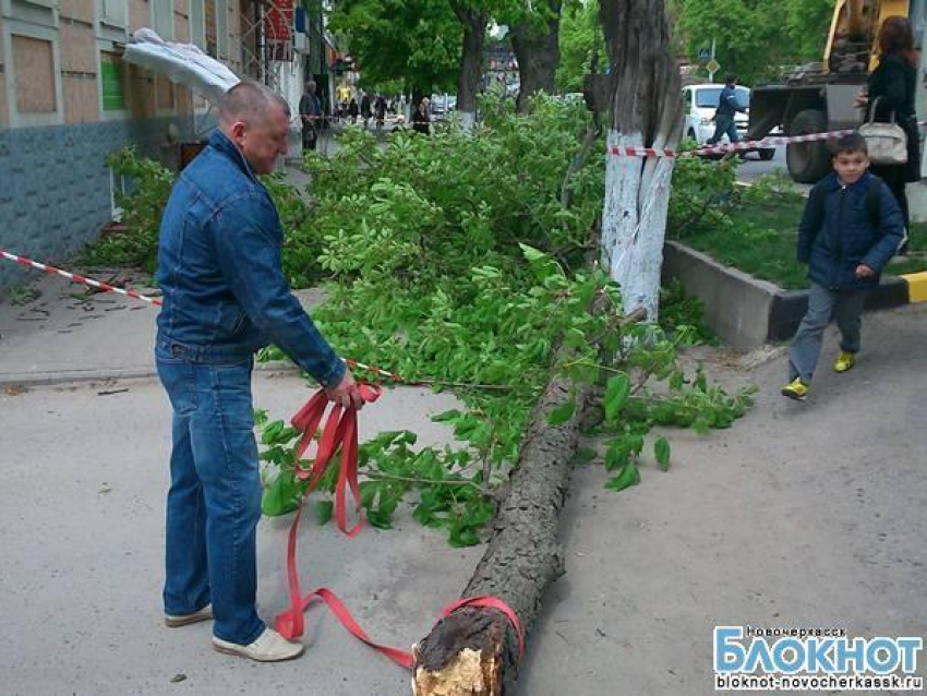 В центре Новочеркасска шквалистый ветер повалил дерево на здание банка (ВИДЕО)