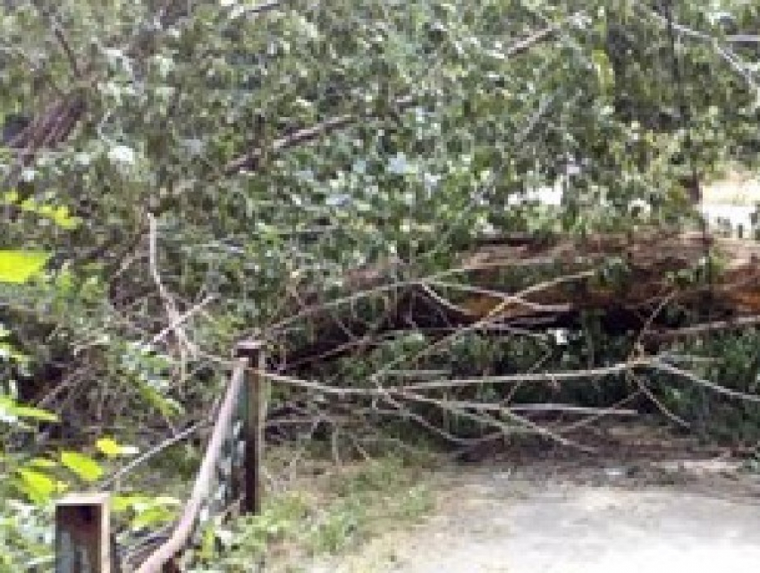 Упавшее дерево четвертый день перегораживает тротуар в новочеркасском микрорайоне Соцгород
