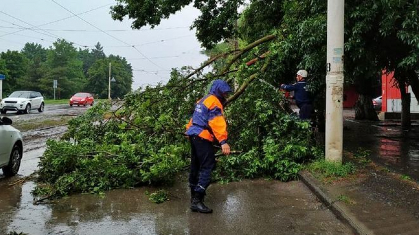 В Новочеркасске во время непогоды упали несколько аварийных деревьев