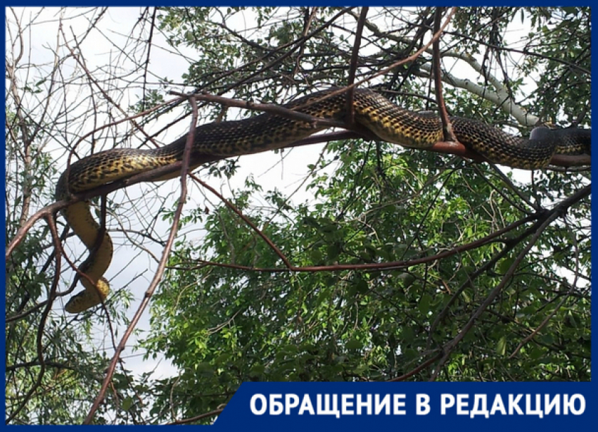 «Вот это шланг!»: огромная змея напугала новочеркасцев возле ГРЭС