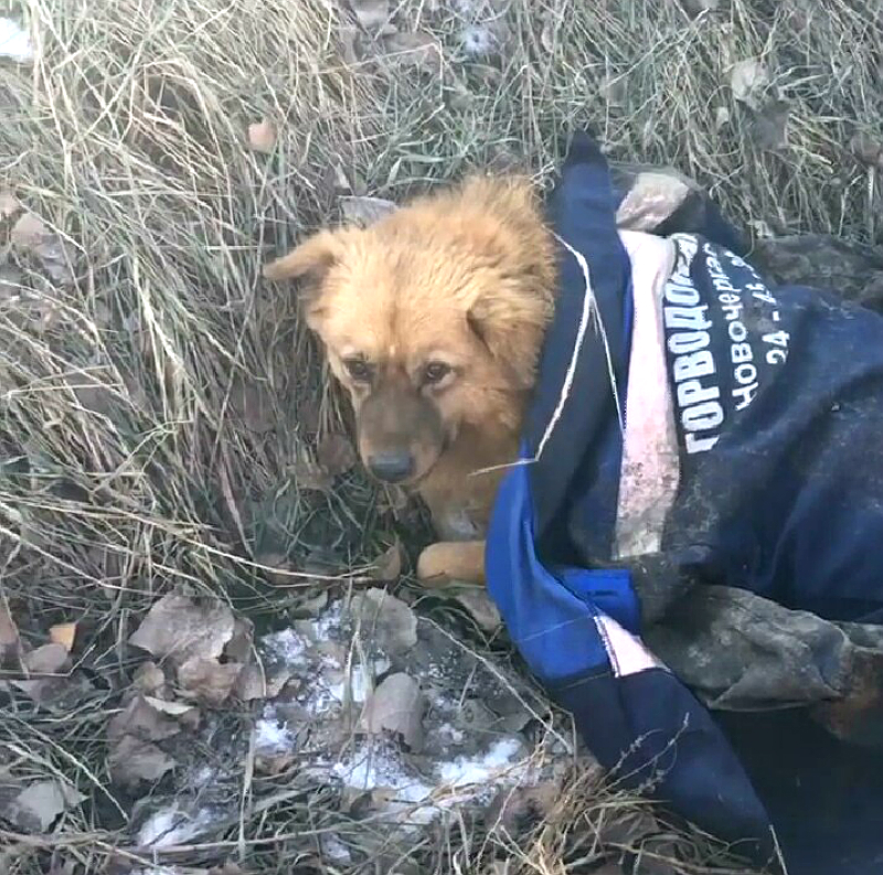 помощь собаке.jpg помощь собаке.jpg