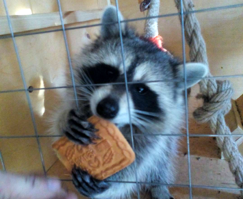 животное.jpg животное.jpg